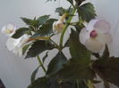 DSCF4263
