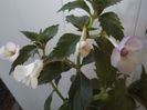 DSCF4262