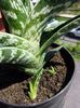 511 Tiger aloe (Aloe variegata)