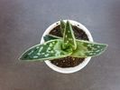 513 Tiger aloe (Aloe variegata)