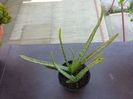 543 Aloe vera (l.) burm.f