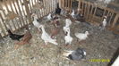 SAM_0593