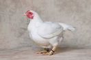 cornish-hen