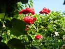 DSCN4097