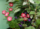 DSCN4132