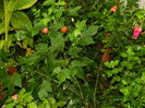 DSCN4136