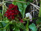 DSCN4146