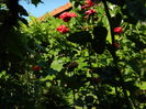 DSCN4155