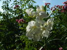 DSCN4169
