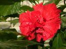 DSCN4242