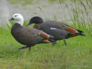 Pair_Paradise_ducks__Tadorna_variegata