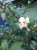 DSC04767