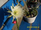 SAM_0878