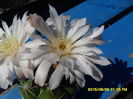 SAM_0975