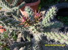 SAM_0993