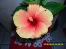 SAM_0805