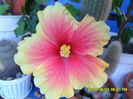 SAM_0820
