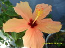 SAM_0821