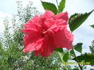 SAM_0873