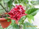 SAM_0882