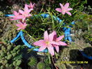 Zephyranthes minuta