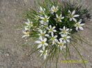 Zephyranthes candida