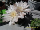 SAM_0810 - Copy