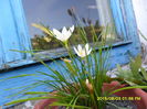 SAM_0813 - Copy