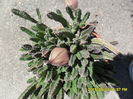 SAM_0814 - Copy