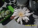 SAM_0823 - Copy