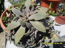 SAM_0826 - Copy