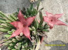 SAM_0852 - Copy