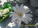 SAM_0854 - Copy