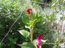 SAM_0945