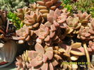 SAM_0976