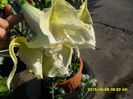 SAM_0999
