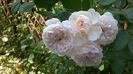 WP_20150730_070