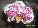 SAM_0949