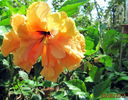Classic Apricot