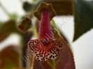 NEW 2015 - Kohleria VH s Margareta