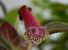 NEW 2015 - Kohleria VH s Stella