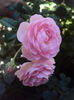 DSC04706