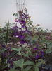 DSC04784