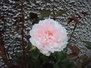 The Wedgwood Rose- da