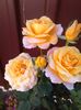 IMG_20150830_173502