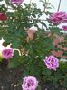 IMG_20150830_173404