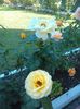 IMG_20150830_173330