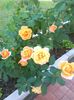 IMG_20150830_173321