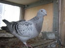 HERRA