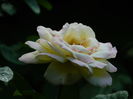 DSCN4277